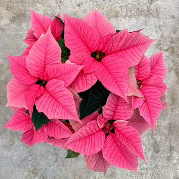 Poinsettia Fundraiser link