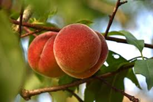 PEACHES!!! link